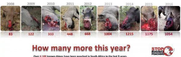 现在白犀牛灭绝了吗