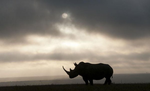 现在白犀牛灭绝了吗