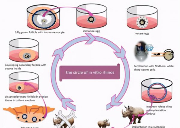 现在白犀牛灭绝了吗