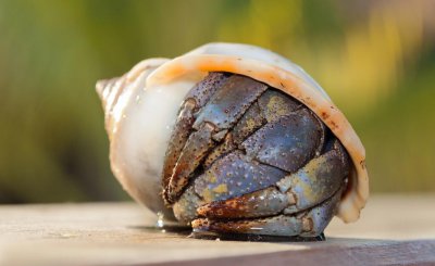 寄居蟹裸奔多久会死 寄居蟹为什么会裸奔怎么解决