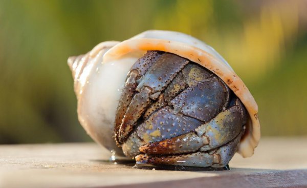 寄居蟹裸奔多久会死