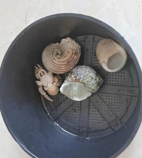 寄居蟹裸奔多久会死