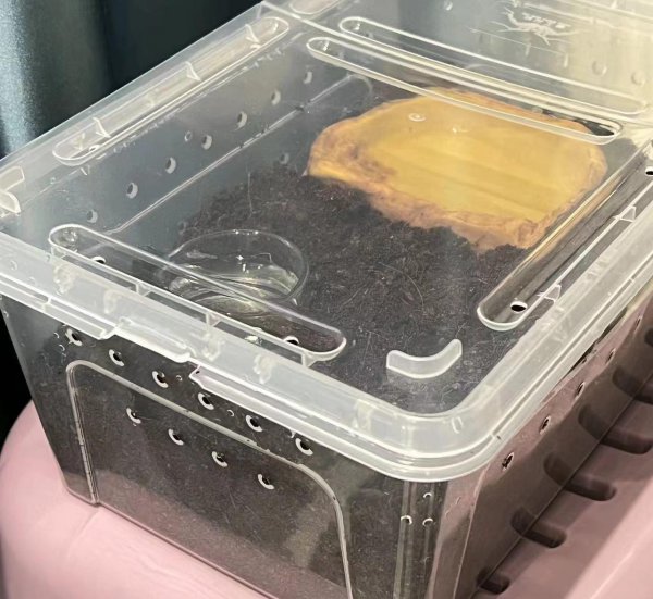 寄居蟹裸奔多久会死