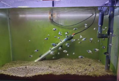 鱼苗怎么喂养长得好 养殖小鱼苗需要注意哪些问题