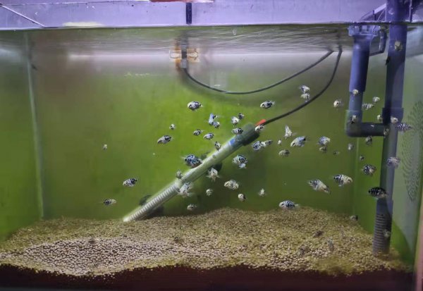 鱼苗怎么喂养长得好