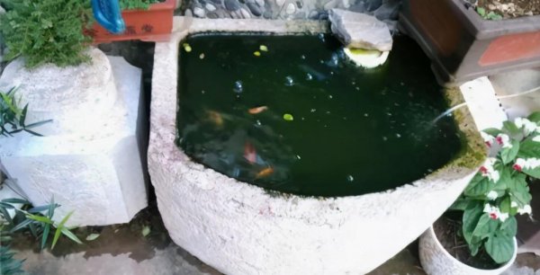 鱼苗怎么喂养长得好