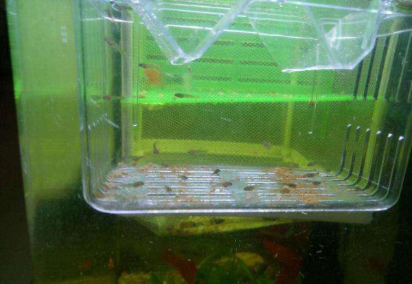 鱼苗怎么喂养长得好