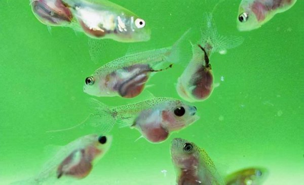 鱼苗怎么喂养长得好