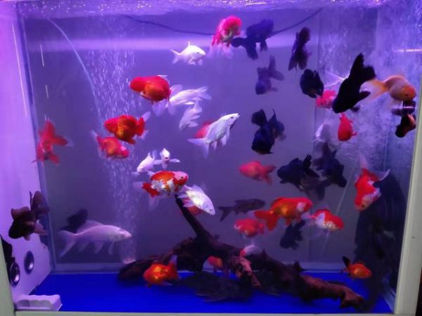 鱼缸缺氧小妙招