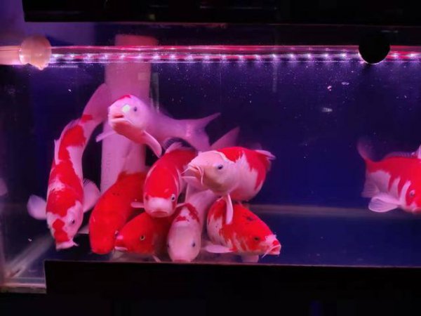 鱼缸缺氧小妙招