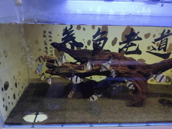 鱼缸缺氧小妙招