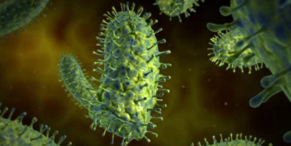 狂犬病潜伏期最长50年