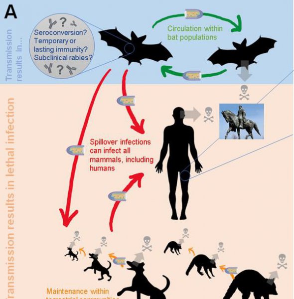 狂犬病潜伏期最长50年