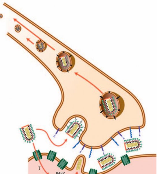 狂犬病潜伏期最长50年
