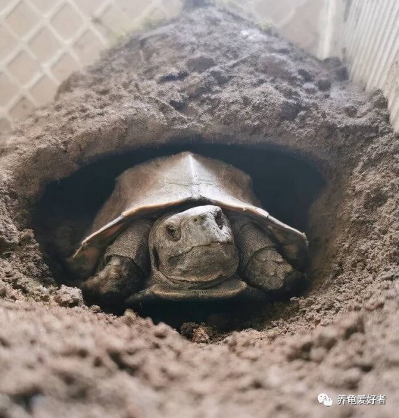 乌龟皮肤溃烂怎么办