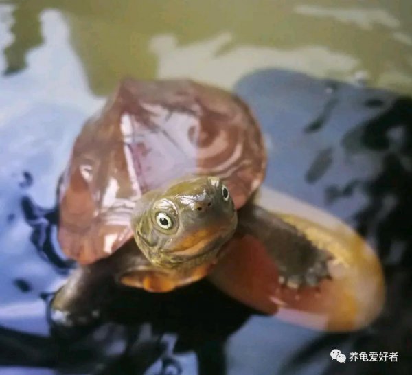 乌龟皮肤溃烂怎么办