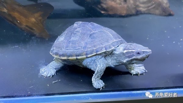 乌龟皮肤溃烂怎么办