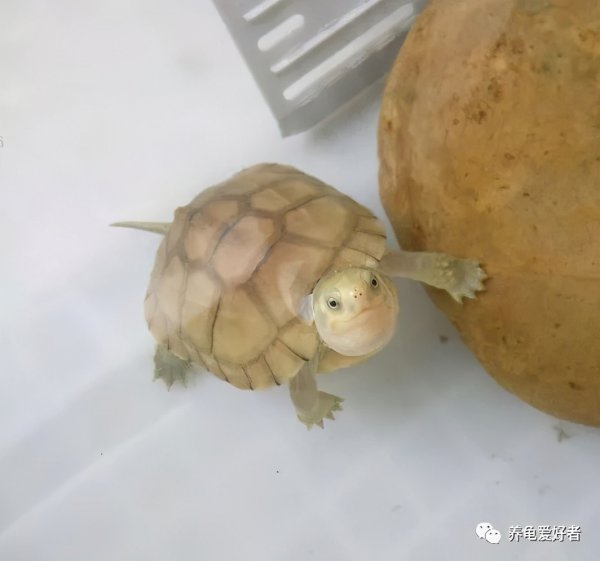 乌龟皮肤溃烂怎么办