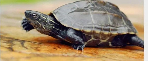 小草龟怎么养才能养好