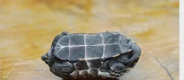 小草龟怎么养才能养好