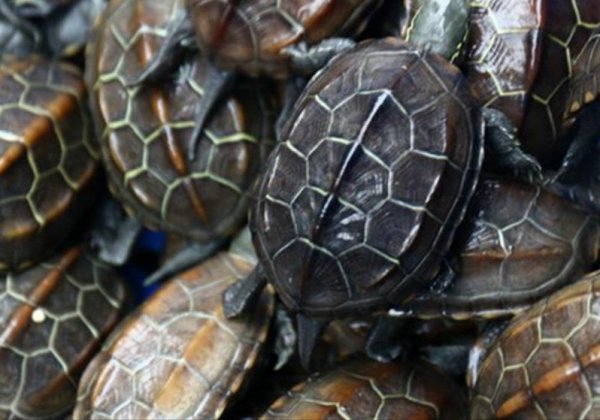 小草龟怎么养才能养好