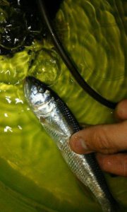 河里的鱼抓回家该怎么养 河里抓回来的小鱼怎么才能养活