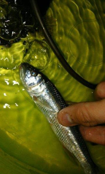 河里的鱼抓回家该怎么养