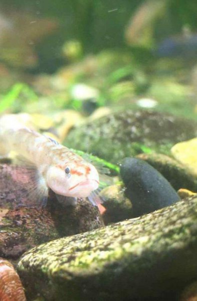 河里的鱼抓回家该怎么养