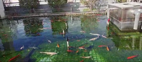 鱼塘水变绿是怎么回事