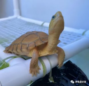 养乌龟用什么水合适 用自来水养龟的注意事项有哪些