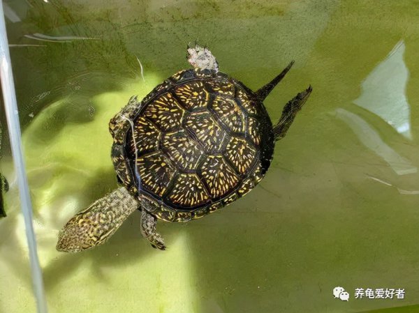 养乌龟用什么水合适