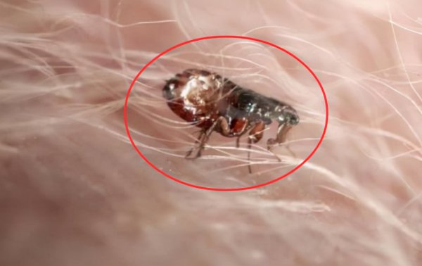 跳蚤的寿命有多长能活多久