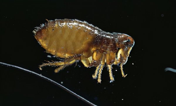 跳蚤的寿命有多长能活多久