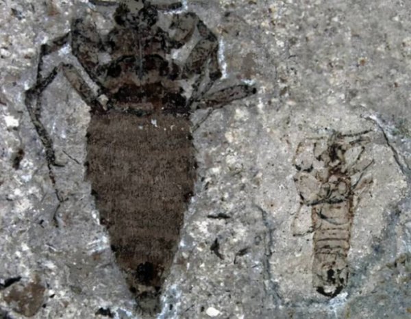 跳蚤的寿命有多长能活多久