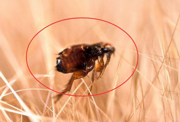 跳蚤的寿命有多长能活多久