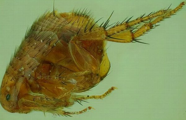 跳蚤的寿命有多长能活多久