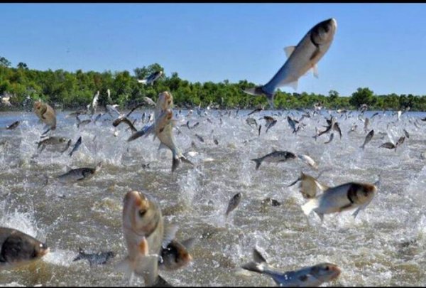 农村鱼塘养鱼技术