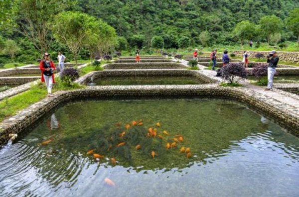 农村鱼塘养鱼技术