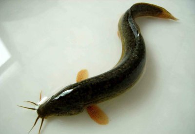 泥鳅可以钓什么鱼 用活泥鳅钓鱼的方法步骤及注意事项