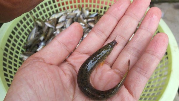 泥鳅可以钓什么鱼