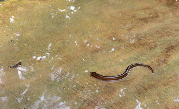 泥鳅可以钓什么鱼