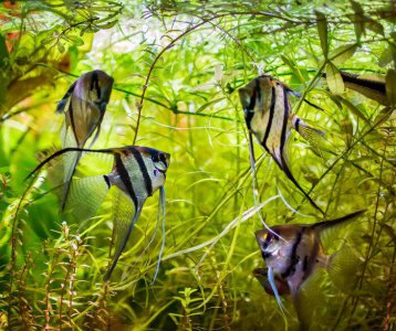 神仙鱼的养殖方法和注意事项 神仙鱼的养殖要注意哪些