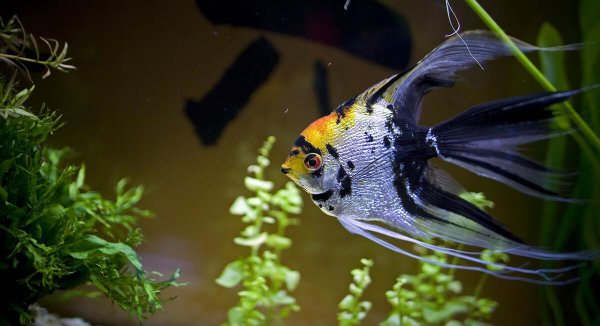 神仙鱼的养殖方法和注意事项