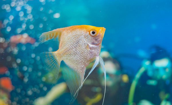 神仙鱼的养殖方法和注意事项