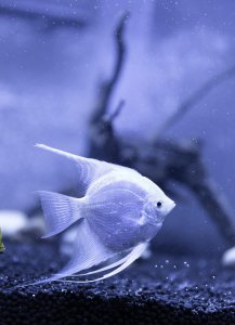 神仙鱼水温多少合适 神仙鱼的最佳饲养温度和技巧