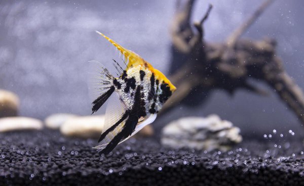 神仙鱼水温多少合适