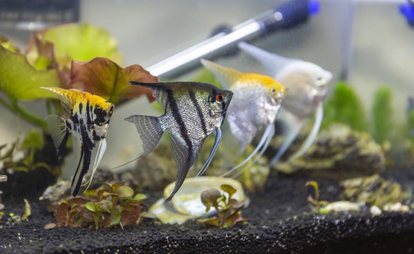 神仙鱼水温多少合适