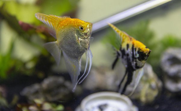 神仙鱼水温多少合适