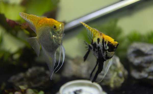 神仙鱼水温多少合适