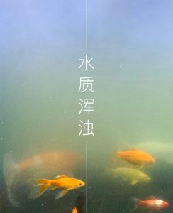 硝化细菌几天可以建立 硝化细菌需要多久能建立完全